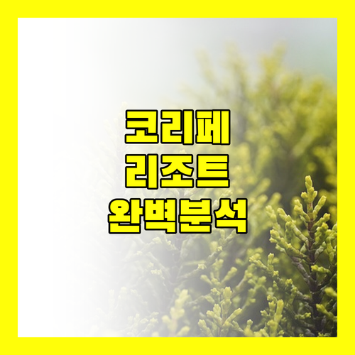 코 리페 해변 리조트 완전 분석 아키라 vs 아난야 vs 세렌디피티 vs 시타